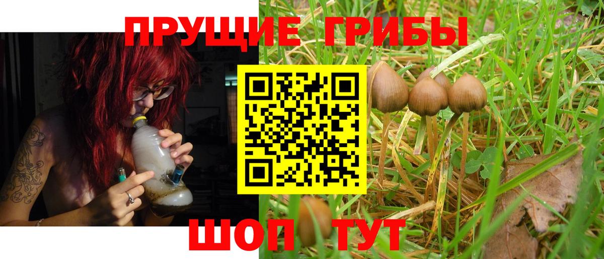 Псилоцибиновые грибы Cubensis Ликино-Дулёво